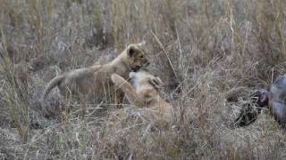 Lion cubs play while lioness opens Wildebeest kill 0902 - Kicheche Mara Camp, Mara North Conservancy