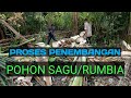 Cara Tebang Pohon Sagu / Rumbai