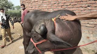 ഇതുപോലെ വലിയ പോത്തുകളുടെ ലോഡ് ആവശ്യമുള്ളവർ മാത്രം ബന്ധപ്പെടുക mb9061375421/8590502787