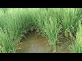 dsr paddy variety pusa 1121 field.100% successful method.