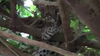 Cunaguaro (Felis pardalis) en Hato El Frio, Apure, Venezuela