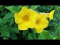 allamanda cathartica zone 9b