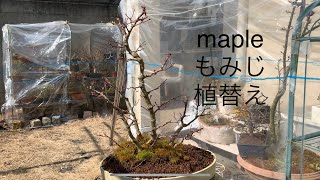 Bonsai maple×2 もみじ整枝、植え替え