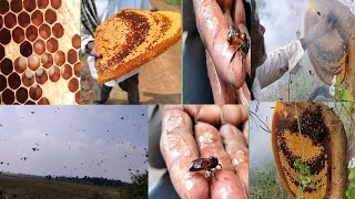 How to Safely Remove a Honey Bee / in villages/ In telugu by Rohit