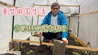 經過一個冬天的上海青現在長成怎樣？暖棚和後院的其它蔬菜現況如何？