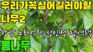 뽕나무(상백피,상엽,상심자)- 각종암예방,지방간등간기능향상,노화억제,중풍,당뇨,고혈압,동맥경화,고지혈증,불면증,신장병,천식,골다공증,각기병,폐결핵치료등에 효능있는 나물,과수,약재