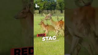 GIGANTIC Red Stag!! #shorts