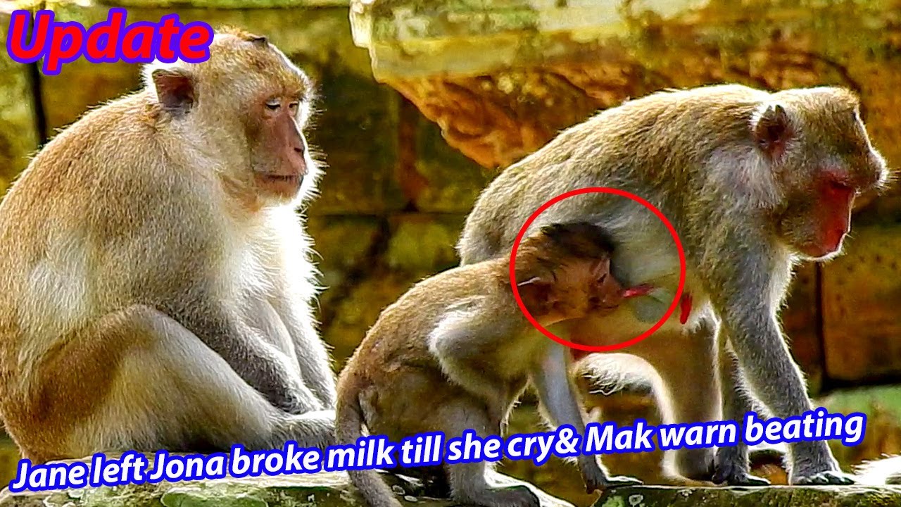 Jane Monkey Family Update Dscn0791 Youtube