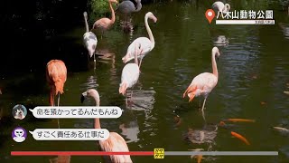 ガヤガヤ #98 八木山動物公園④