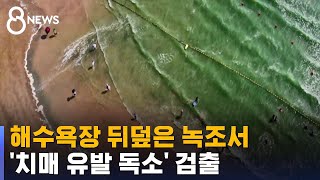 해수욕장 뒤덮은 녹조서 '치매 유발 독소' 검출 / SBS