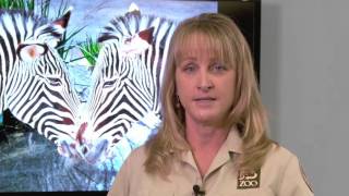 A campaign to save Grevy's Zebras