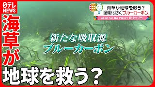 【海草「アマモ」】二酸化炭素を吸収する「ブルーカーボン」に注目