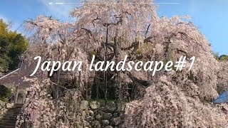 舞鶴市吉田 しだれ桜