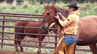 Heroes and Horses: Montana ranch helps veterans heal through nature and horses
