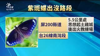 10萬隻紫斑蝶過境恆春半島 墾管處籲降低車速避免路殺｜20230620 公視中晝新聞