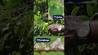 எலுமிச்சை நன்கு காய்க்க இத பண்ணுங்க❗❗❗please try good yield of lemon tree #shortvideo #shorts #798