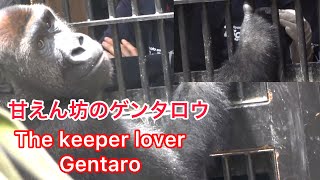 Keeper lover Gentaro is happy to have  hand checked for spines by her🌸飼育員大好きゲンタロウは、彼女の棘チェックにご満悦🌸