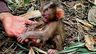 This poor monkey came down from the tree to find food because his mother left him alone.