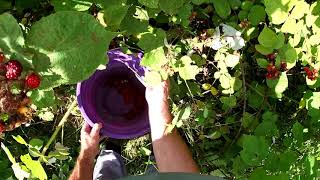 Picking Wild Raspberries, Wine or Jam????