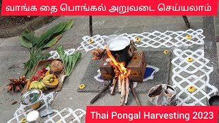 தை பொங்கல் அறுவடை 2023 ||  Thai Pongal Harvest 2023 || Pongal Celebration