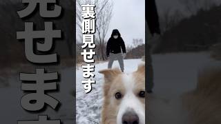 プチ炎上してしまった動画の裏側をお見せします🙇【ボーダーコリー•ゴールデンレトリバー】#shorts