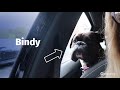 Gem #wheelsnoheels take her dog Bindy to the vet in her Motability Scheme car