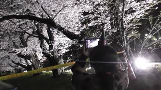 松戸駐屯地の桜並木ライトアップ　に行きました