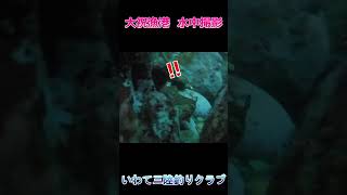 【水中動画】大祝漁港でロックフィッシュ！ #Shorts