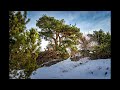 unser schönes allgäu allgäuer latschenkiefer