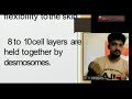 skin tamil basicanatomy video 2 தோல் தமிழ் skin integument cutaneousmembrane