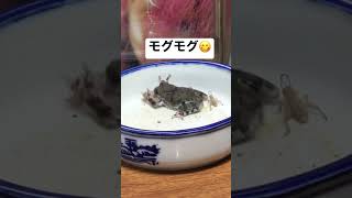 コオロギ食べ放題の喜びを全身で表現するカエル