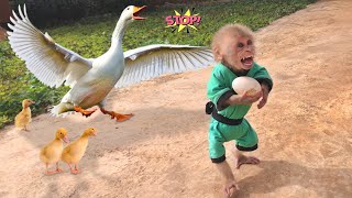 Here's what happened! The process of monkey Bon and ducks growing up together