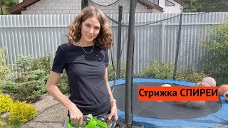 Что за дивный шарик! Как часто я стригу спиреи и почему не люблю как они цветут)