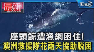 座頭鯨遭漁網困住! 澳洲救援隊花兩天協助脫困｜TVBS新聞 @TVBSNEWS01