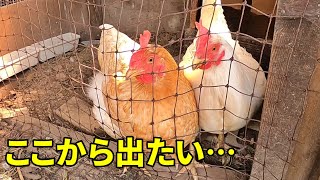 隔離生活にニワトリ達は耐えられるか…【ニワトリ飼育】 238話目