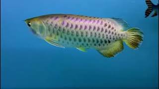 crossbelly Arowana.....