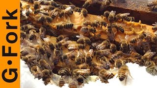 Winter Beehive Check - Beekeeping 101 - GardenFork