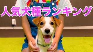 【決定】人気犬種ランキング2022 夏！いま最も人気のある犬種は！？［しゃべる犬 ジャックラッセルテリア］