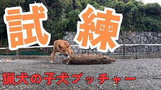 箱罠にかかったイノシシを止めた後、猟犬の子犬ブッチャーに当ててみた結果…