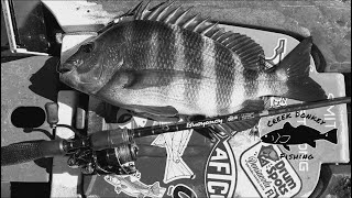 The Sheepshead Grind! Sheeps in the CREEK! #sheepsheadfishing #northflorida