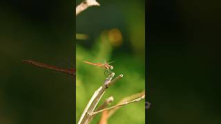 Dragonfly - Yusufcuk #sonyfx3