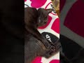 気持ちよさそうに寝るにゃ〜🐈‍⬛　 猫 cat blackcat 保護猫