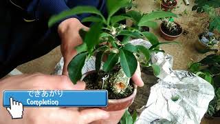 マユミ２・4号(日々の手入れ)_Euonymus hamiltonianus No.2,3(Daily care)