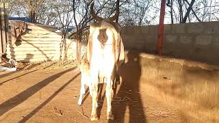 desi kankrej cow available from Gujarat Bhuj Kutch mobile number 9925680741