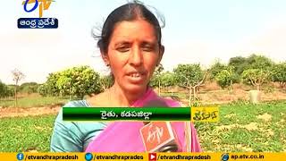 JaiKisan AP | 27th Dec '17 | New grafting method in Mango attracting Kadapa farmers