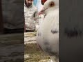 sehzad bhai loni pets market shorts pigeon kabutar pigeons kabootar