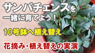 サンパチェンスを一緒に育てよう　花摘みと植え替えの実演　これまでにしてきた事のまとめ