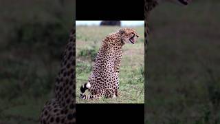 Sounds of Cheetah : The Most Beautiful Voice in the Wild