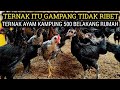 TERNAK 500 AYAM KAMPUNG DIBELAKANG RUMAH || TERNAK AYAM ITU GAMPANG TIDAK RIBET TAPI UNTUNG