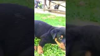 Babby rottweiler dog🐕❤️රොට්වයලර්#srilanka #shorts